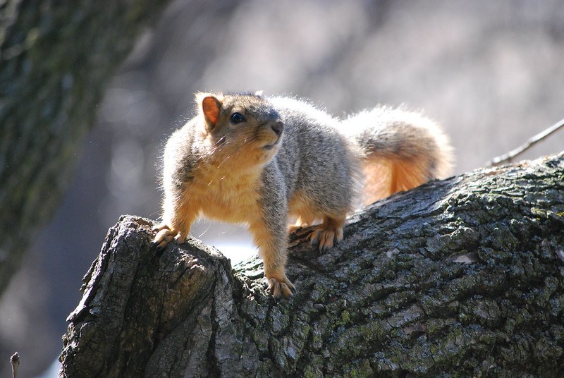 Squirrel standing on a tree branch in bright natural light.